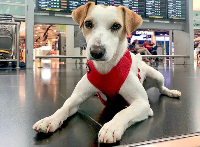 Requisitos Para Viajar Al Exterior Con Sus Mascotas - Enfoque TeVe